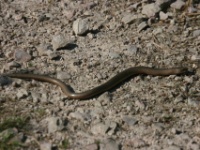 2016-05-11 16h31m17 - Hazelworm - Gerda van der Meer